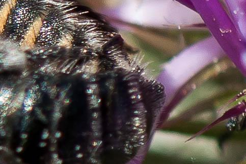 Réf. 250 854 : Osmia sp.
