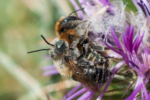 Réf. 250 766 : Osmia sp.