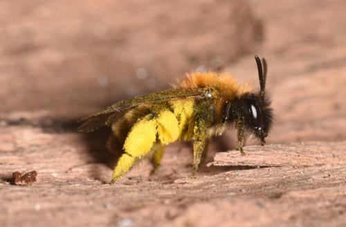 Andrena sp.