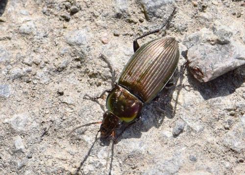 Réf. 250 784 : Poecilus cupreus