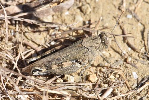 Réf. 250 785 : Calliptamus sp.