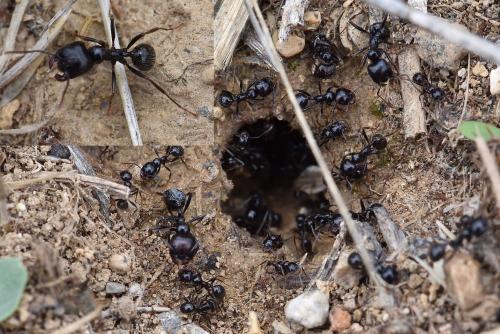Messor barbarus