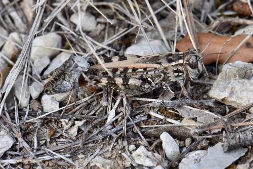Calliptamus sp.
