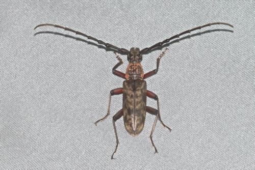 Réf. 250 927 : Hoplocerambyx spinicornis