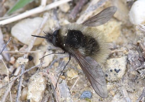 Réf. 250 625 : Bombylius sp.