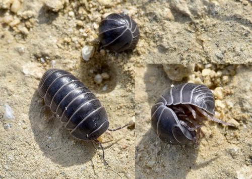 Réf. 250 633 : Armadillo officinalis