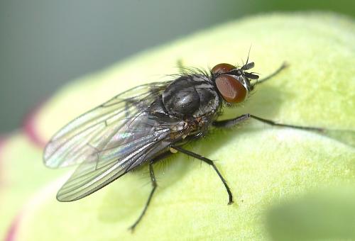 Réf. 250 945 : Anthomyiinae inconnu