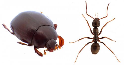 Dendrophilus pygmaeus
