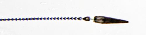 Anthrenus verbasci