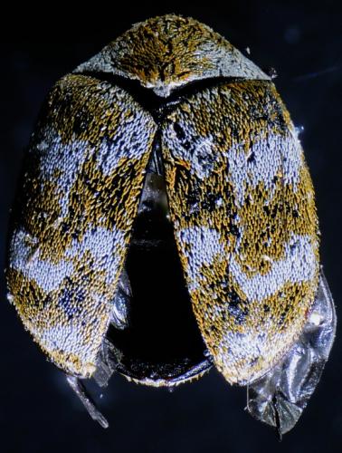 Réf. 250 761 : Anthrenus verbasci