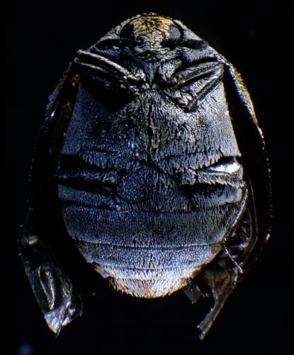 Réf. 250 760 : Anthrenus verbasci