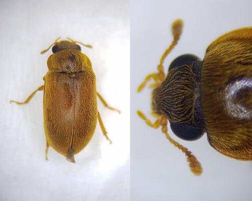 Réf. 250 858 : Byturus ochraceus