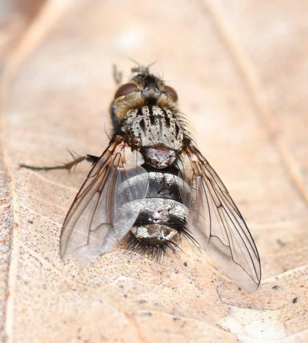 Réf. 250 238 : Bothria frontosa