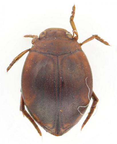 Réf. 250 718 : Hyphydrus ovatus