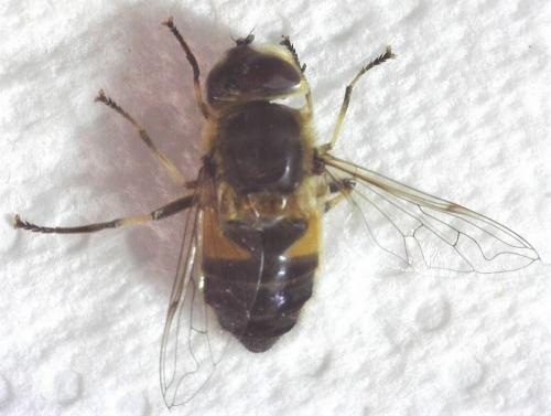 Eristalis arbustorum