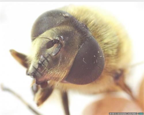 Eristalis arbustorum