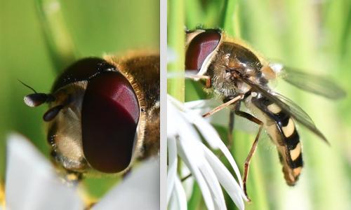 Réf. 250 866 : Eupeodes luniger