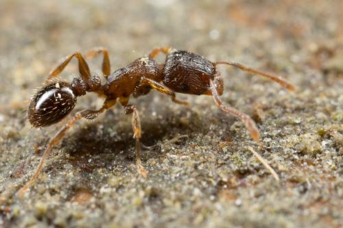 Réf. 250 311 : Tetramorium sp.