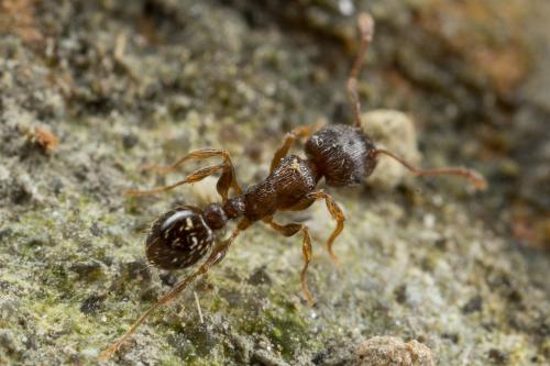 Réf. 250 312 : Tetramorium sp.