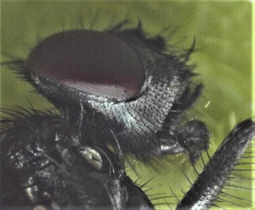 Musca autumnalis