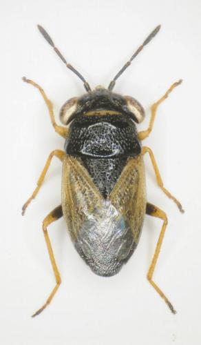 Réf. 250 473 : Geocoris pubescens