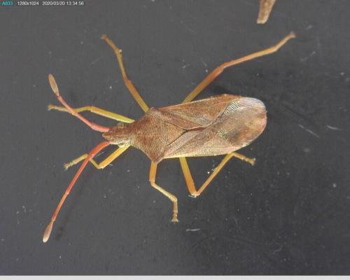 Gonocerus acuteangulatus