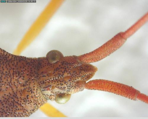 Gonocerus acuteangulatus