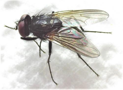 Réf. 250 197 : Hydrotaea sp.