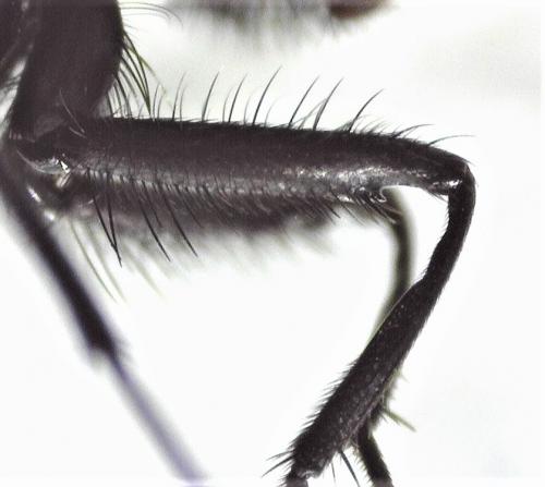Hydrotaea sp.