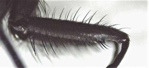 Réf. 250 198 : Hydrotaea sp.
