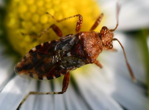 Rhopalus subrufus