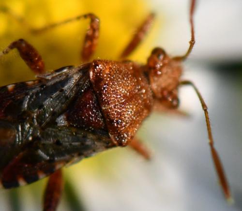 Rhopalus subrufus