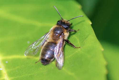 Andrena (scotica-trimmerana)