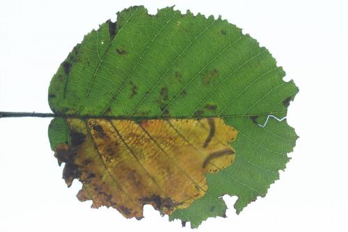 Réf. 250 136 : Heterarthrus vagans