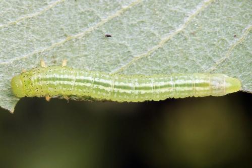 Euura stenogaster