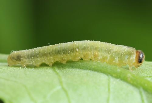 Réf. 250 073 : Tenthredo atra