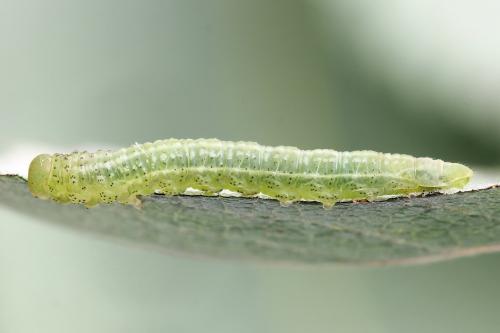 Euura stenogaster