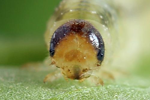 Réf. 250 075 : Tenthredo atra