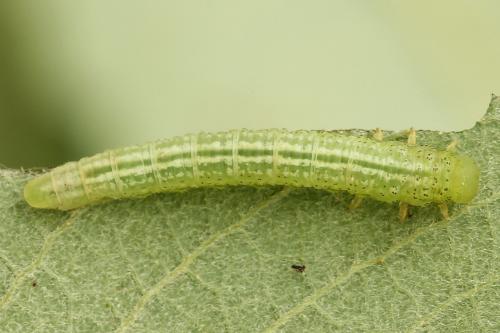 Euura stenogaster