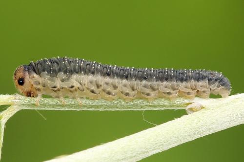 Cytisogaster picta