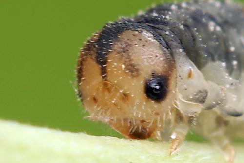 Cytisogaster picta