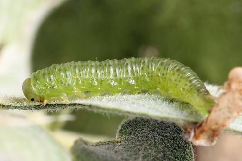 Euura stenogaster