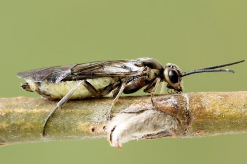 Euura stenogaster