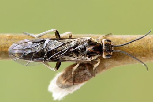 Réf. 250 395 : Euura stenogaster
