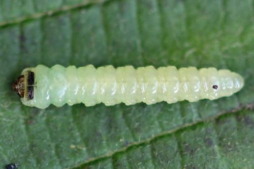 Réf. 250 141 : Heterarthrus vagans