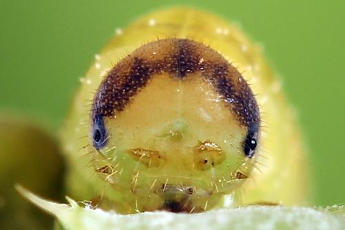 Réf. 250 079 : Tenthredo atra