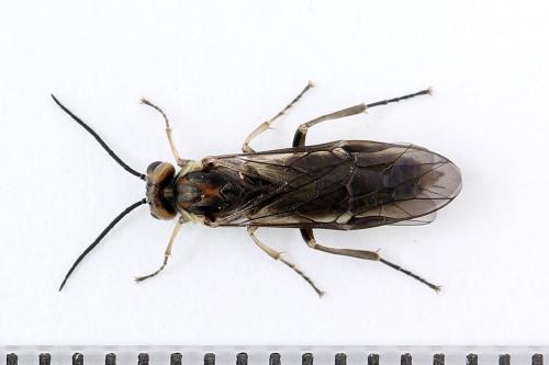 Euura stenogaster