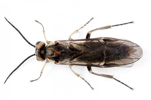 Euura stenogaster