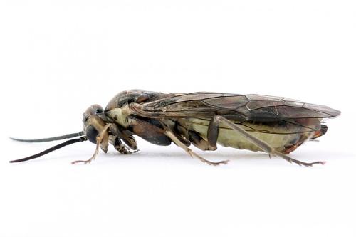Réf. 250 398 : Euura stenogaster