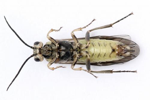 Réf. 250 399 : Euura stenogaster